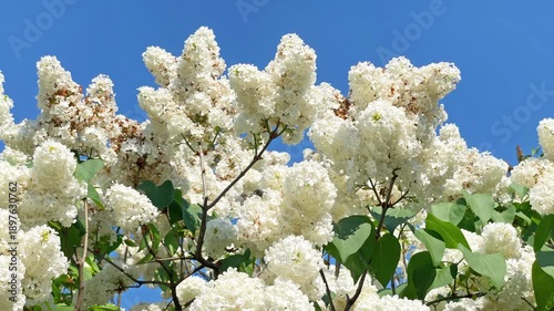 Lilac white flowers branch blue sky