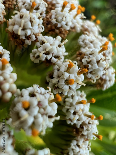 Macro Photography of Tropical Flower