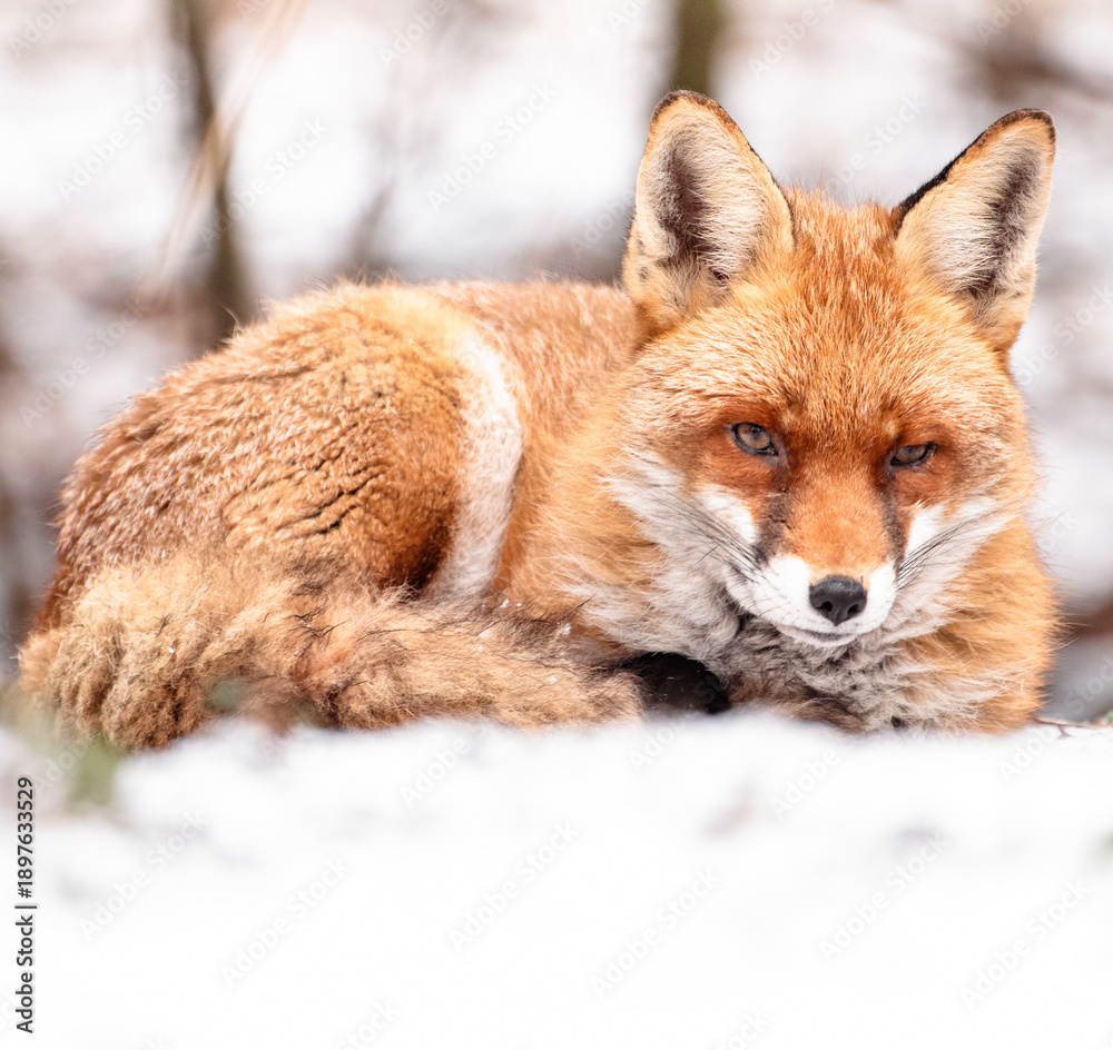 Fototapeta premium red fox vulpes lying on the ground