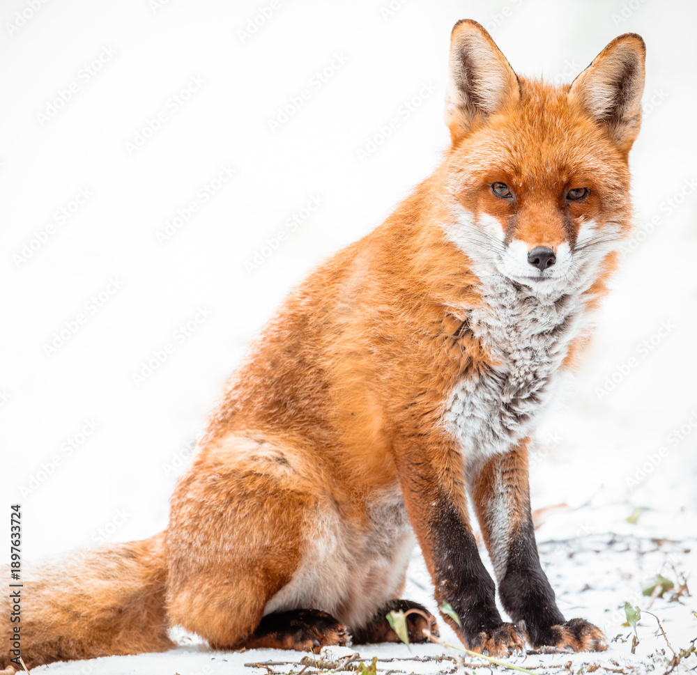 Fototapeta premium red fox vulpes