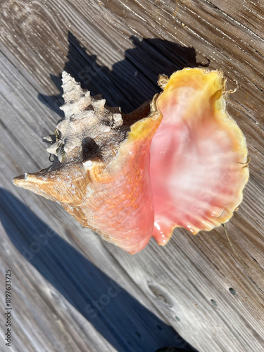 Conch shell on a wooden pier.