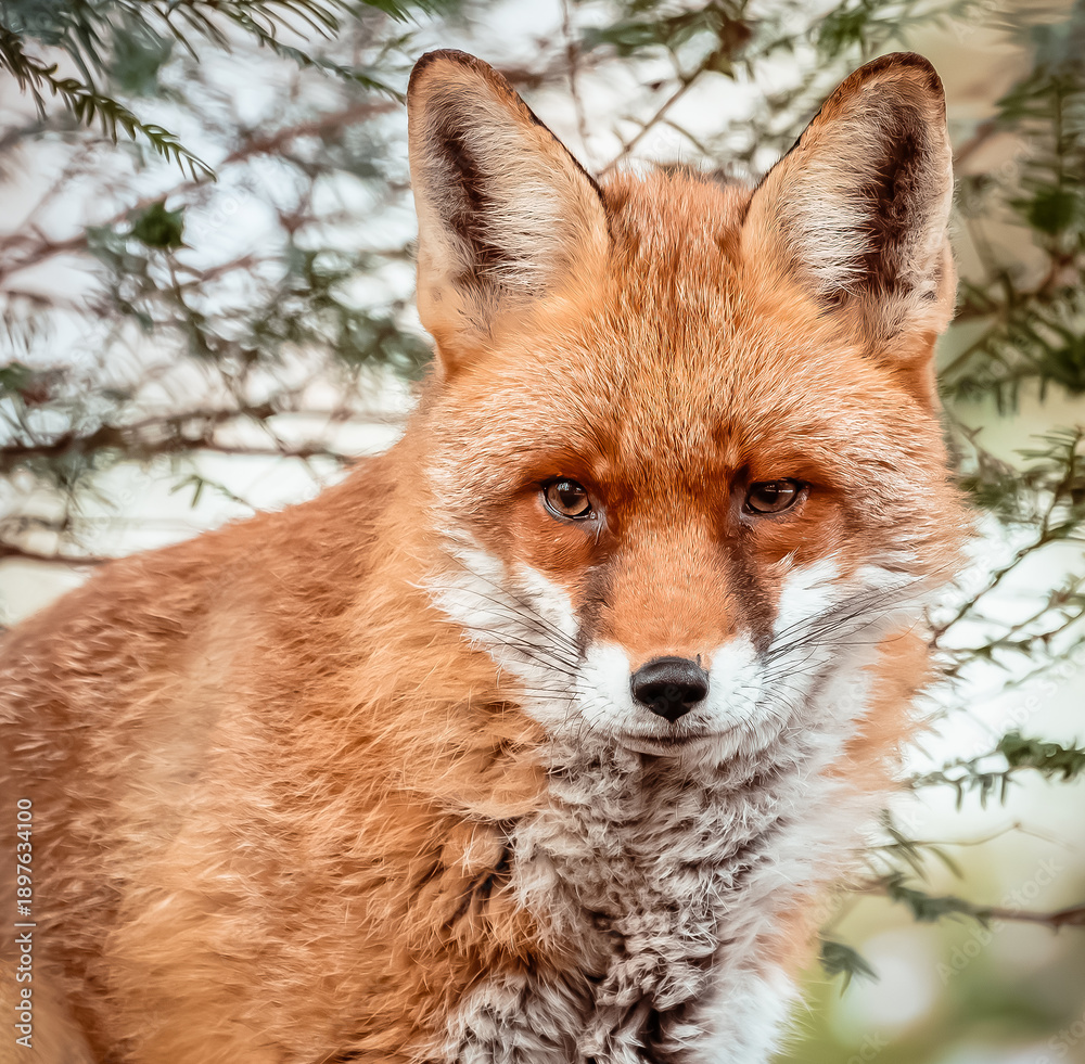 Obraz premium red fox vulpes