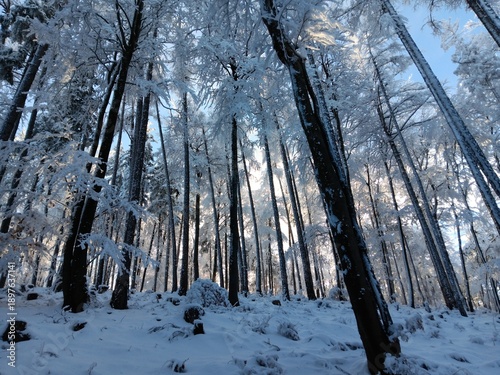 Winterwald mit schneebedeckten Bäumen und Sonne