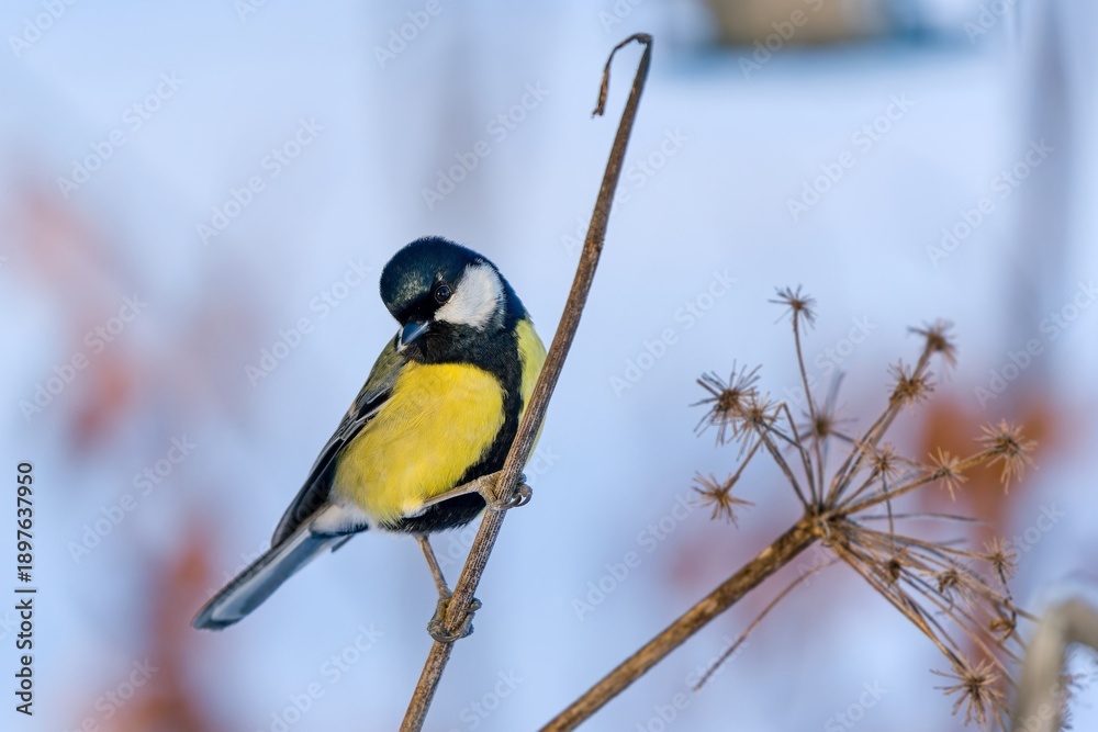 Fototapeta premium Winter scene with a great tit. Parus major. A great tit sits on a dry grass stalk. 