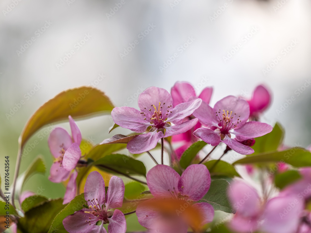Obraz premium Fresh pink flowers of a blossoming apple tree with blured background
