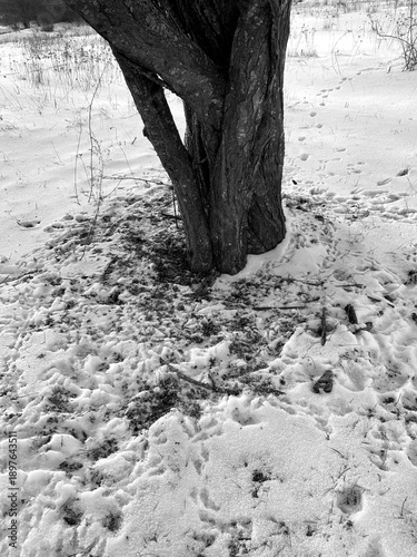 Winter landscape with a leafless tree standing in snow-covered ground, surrounded by numerous footprints. Natural daylight, soft winter light, and organic textures of snow, grass, and tree bark. 