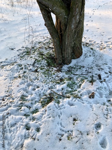 Winter landscape with a leafless tree standing in snow-covered ground, surrounded by numerous footprints. Natural daylight, soft winter light, and organic textures of snow, grass, and tree bark. 