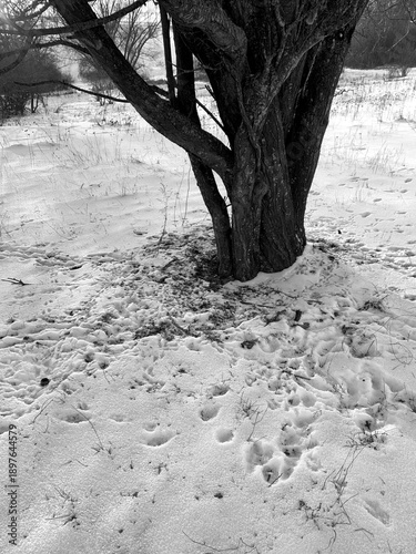 Winter landscape with a leafless tree standing in snow-covered ground, surrounded by numerous footprints. Natural daylight, soft winter light, and organic textures of snow, grass, and tree bark. 