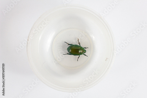 Obraz na plátně Cetonia aurata, often called the shiny green beetle, is trapped in a transparent plastic container