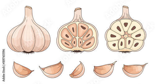 Detailed watercolor illustration of whole and sliced garlic bulbs with individual cloves.