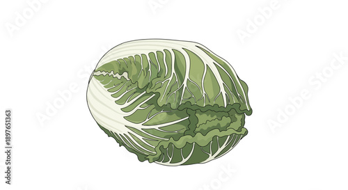 Fresh green radicchio vegetable with vibrant leaves.