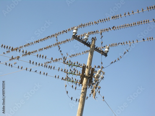 Large flock of birds perched on power lines - Urban wildlife and technology