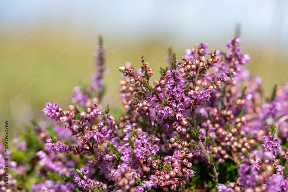 Obraz premium Close up of common heather (calluna vulgaris) in bloom