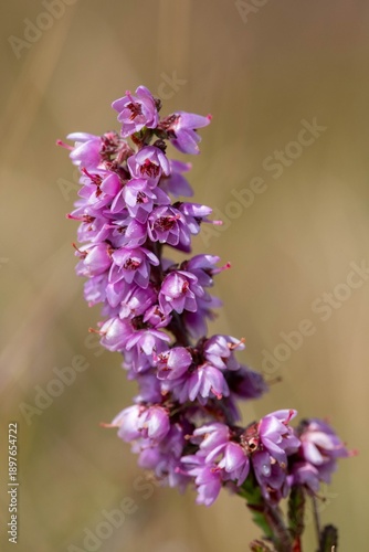 Bild auf Leinwand Close up of common heather (calluna vulgaris) in bloom