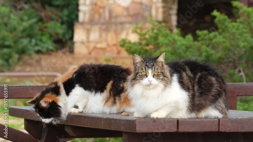 Street Cats. Two Stray Mixed Breed Cats Sitting on Wooden Bench in Summer Park. Homeless Mixed Breed Street Cats Resting Outdoors. Pair of Stray Longhair Cats Living in Urban Environment