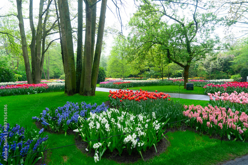 Obraz premium The path through a vibrant tulip garden in full bloom during the delightful spring season is breathtaking