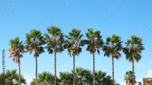 Tropical Palm Trees Against Clear Blue Summer Sky. Tall Palm Trees Swaying Under Bright Tropical Sunlight. Exotic Palm Landscape with Clear Blue Sky Background. Sunny Tropical Scene 