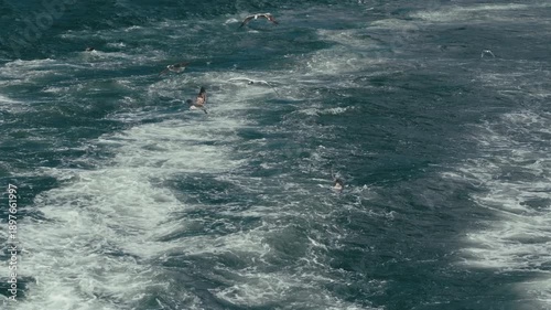 Wallpaper Mural Seagulls following a ferry in Izmir  Turkiye Torontodigital.ca