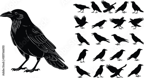 Black raven silhouette set with flying and standing poses, spooky crow bird collection for Halloween design, gothic logo, wildlife vector illustration