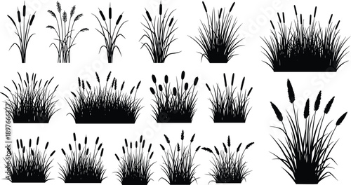 Set of black reed and cattail grass silhouettes isolated on white background, nature marsh plants collection for landscape design, botanical decoration, vector style illustration