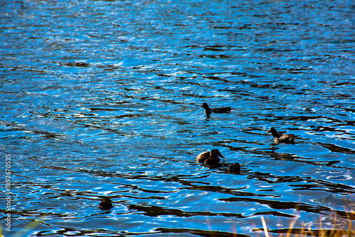 Patos negros nadando en la altura de laguna puquio, Peru.
