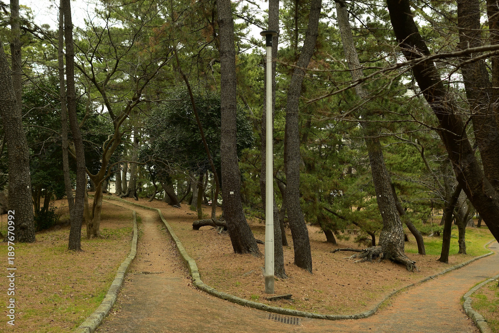 Fototapeta premium 稲毛の松林 稲毛公園