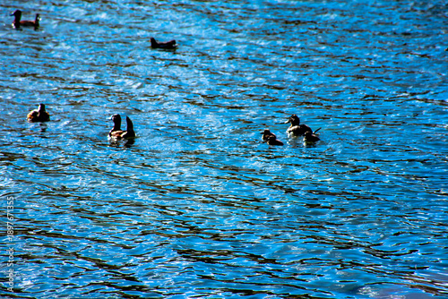 Patos negros nadando en la altura de laguna puquio, Peru.