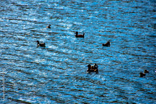 Patos negros nadando en la altura de laguna puquio, Peru.