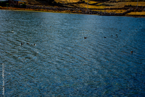 Patos negros nadando en la altura de laguna puquio, Peru.
