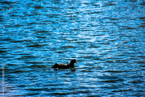Pato negro solitario nadando en la altura de laguna puquio, Peru.
