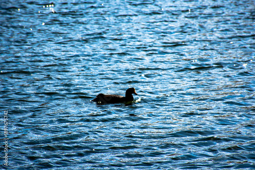 Pato negro nadando en la altura de laguna puquio, Peru.