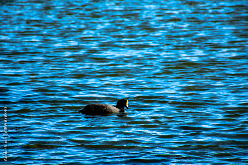 Pato negro nadando en la altura de laguna puquio, Peru.