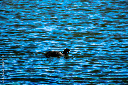 Pato negro nadando en la altura de laguna puquio, Peru.