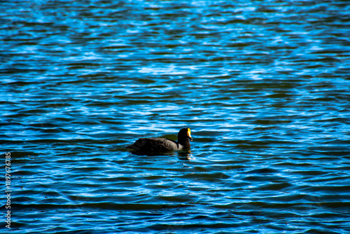 Pato negro nadando en la altura de laguna puquio, Peru.