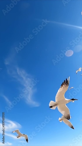A flock of seagulls flying in a clear blue sky video