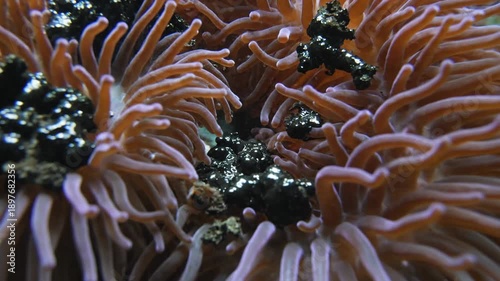 Intricate pink anemone tentacles with dark petrochemical residue clinging to delicate structures in an underwater marine environment