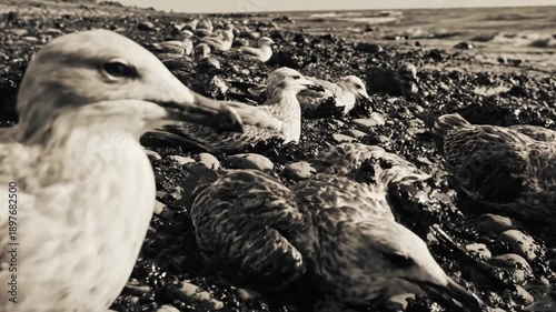 Seabirds soiled with oil and tar lie distressed on a rocky, polluted coastline near the ocean