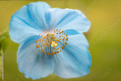 blue poppy flower