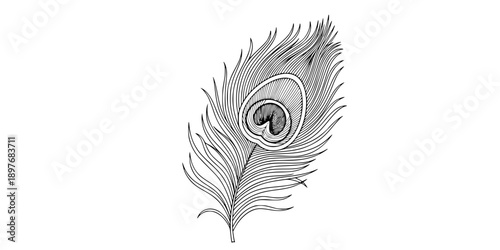 a exotic peacock feather design line art vector illustration
