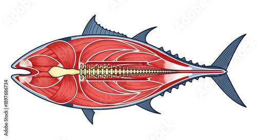 Detailed Anatomical Illustration of Tuna Fish.