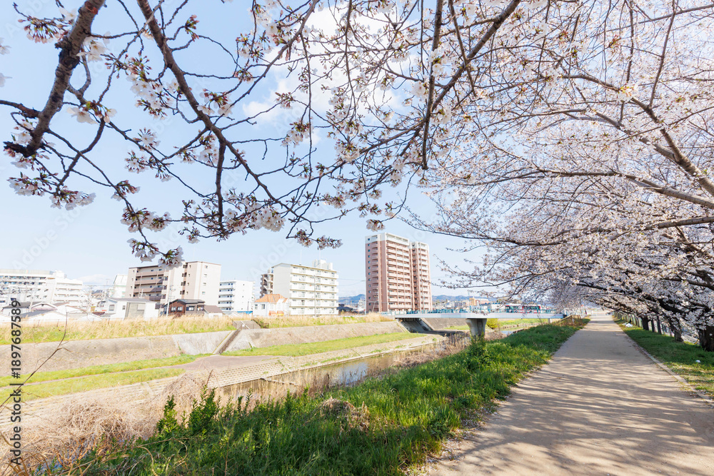Obraz premium 枚方市駅近くの天野川堤防沿いの桜（大阪府）