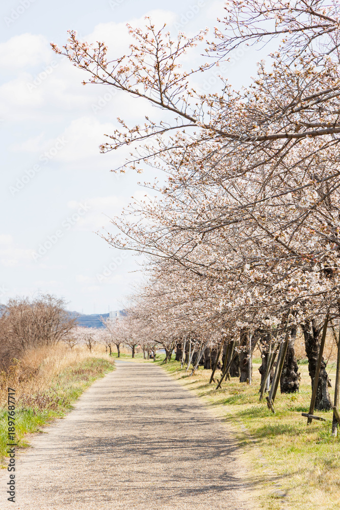 Obraz premium 枚方市の天野川緑地沿いの桜（大阪府）