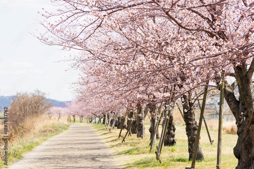 Obraz premium 枚方市の天野川緑地沿いの桜（大阪府）