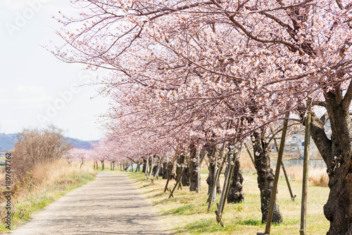枚方市の天野川緑地沿いの桜（大阪府）