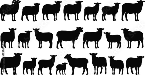 Multiple sheep and lamb silhouettes standing in a row against a plain background from a side viewpoint