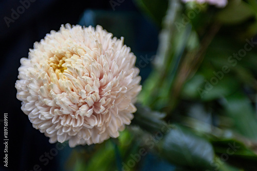Bilde på lerret Soft pink chrysanthemum flower head close-up