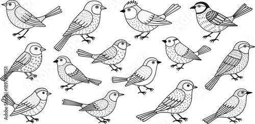 A charming collection of hand-drawn line art illustrations depicting various small songbirds and sparrows, perfect for nature-themed designs and artistic projects
