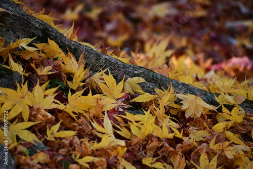 モミジの木の下の落ち葉