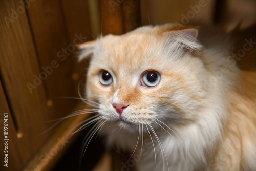 Картината върху платно Frightened attentive domestic cat close up indoors