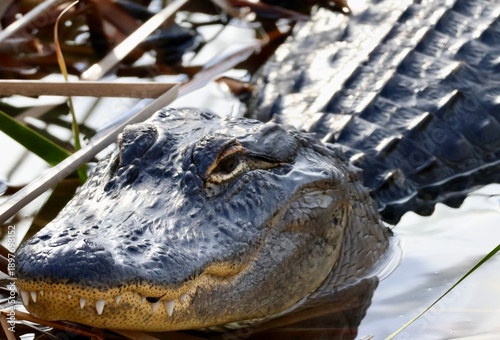Alligator in the water